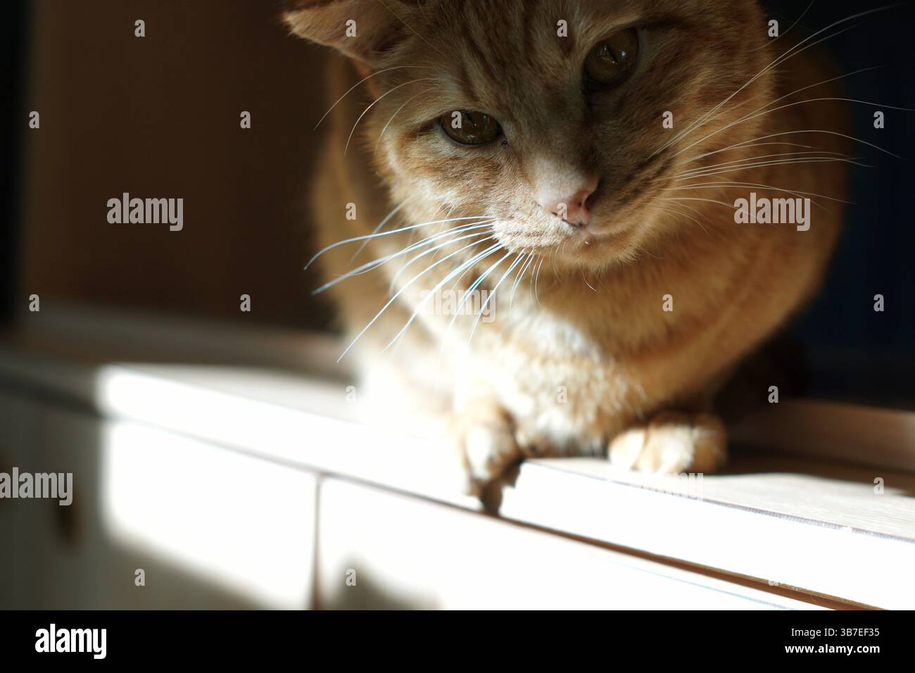 Giocare con i gatti timidi in un bar per gatti a Tokyo. Foto Stock