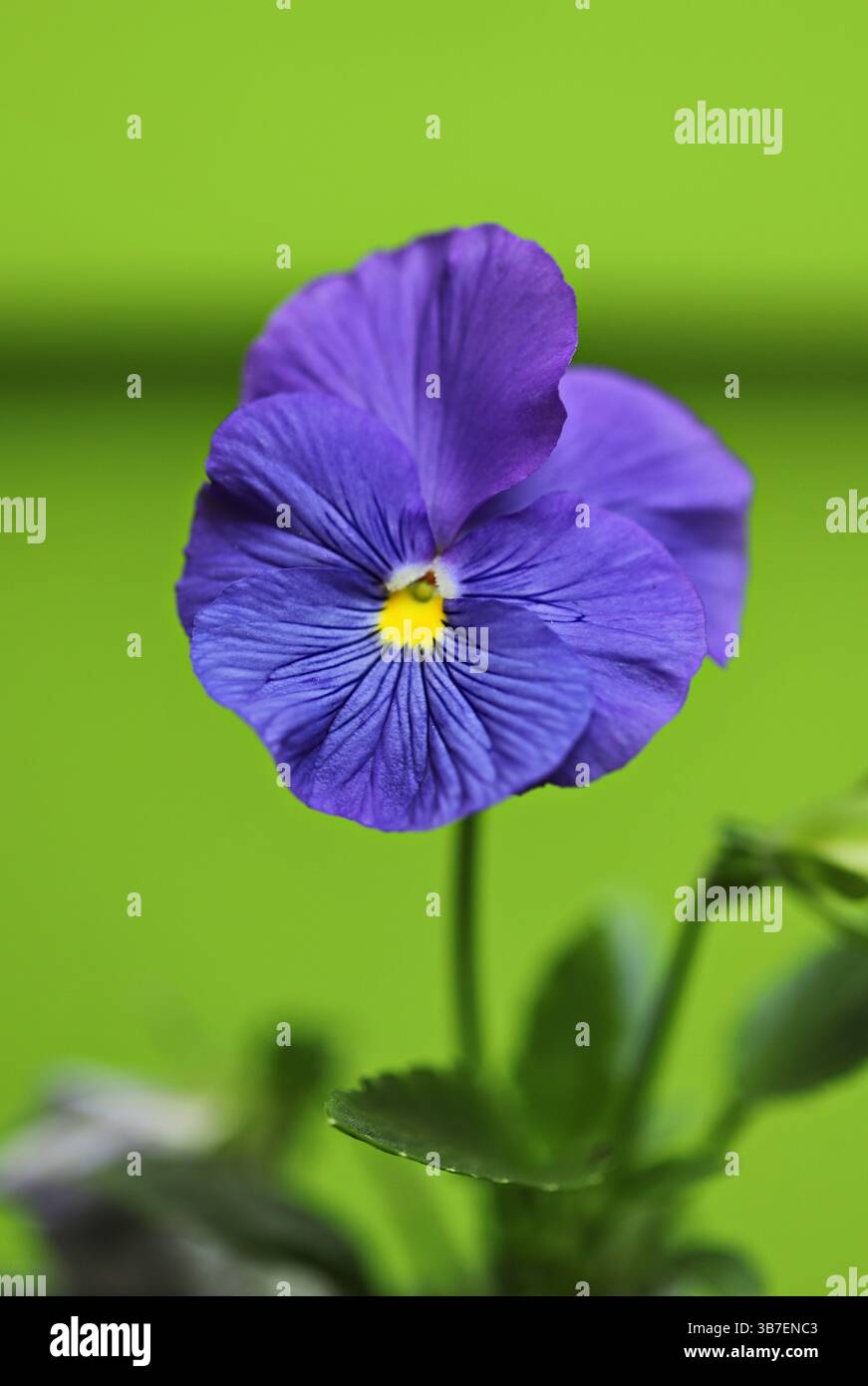 Fiore di pansia nel giardino (Viola wittrockiana) Foto Stock