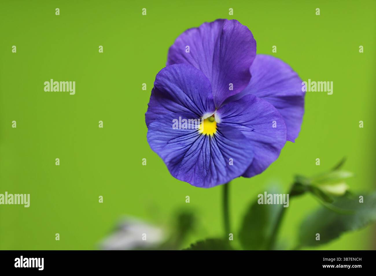 Fiore di pansia nel giardino (Viola wittrockiana) Foto Stock