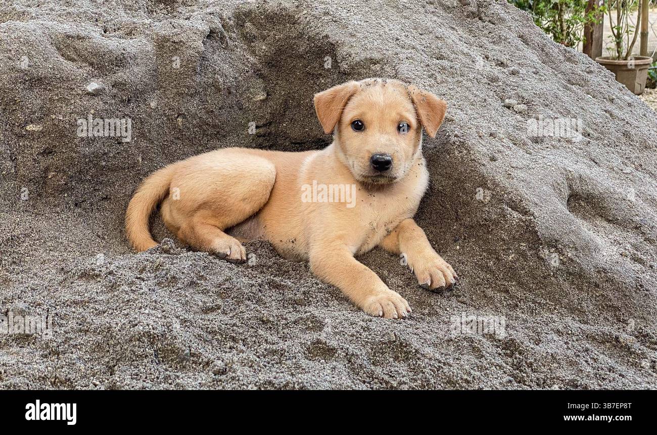 Asong Pinoy (Aspin) / Asong Kalye (Askal) cucciolo di cane mongrel nelle Filippine, cani indigeni di razza mista randagi filippini, specie autoctone filippine - Immagine stock catturata con smartphone