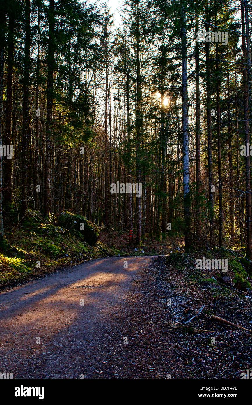 Golden Hour Trail, nella foresta Foto Stock