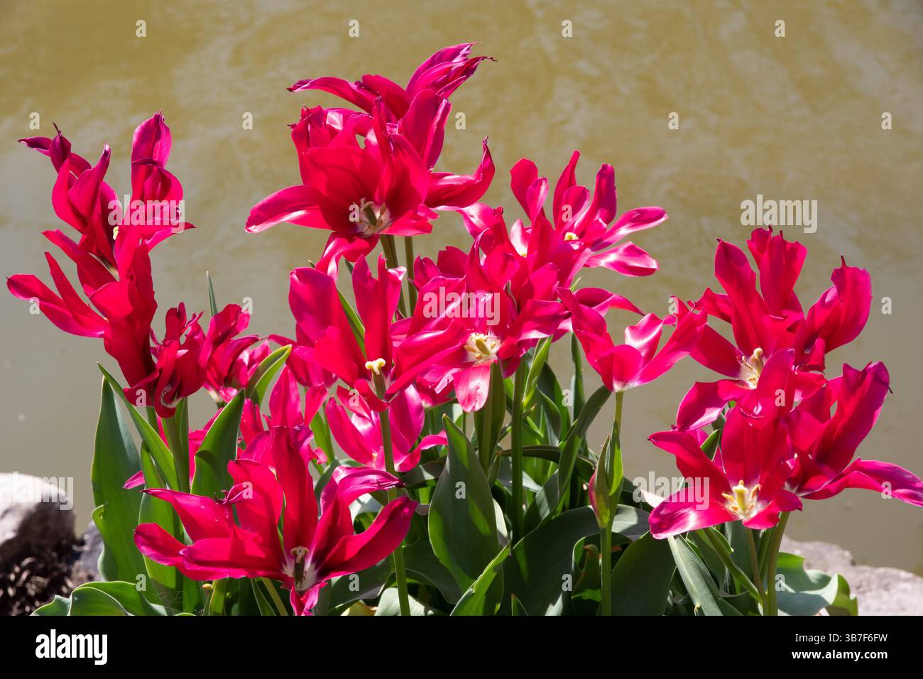 Tulip bambole Minuetto Foto Stock