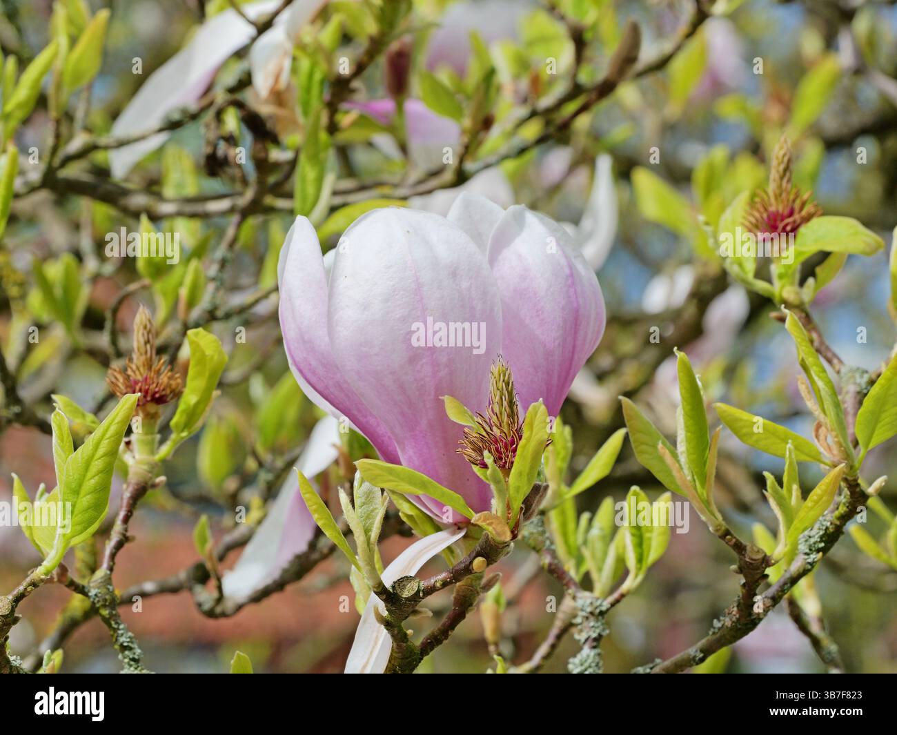 Il tulipano magnolia fiorisce dolcemente in bianco-rosa. La sua stazza trasporta polline scuro. Una meraviglia primaverile che incanta la natura. Foto Stock