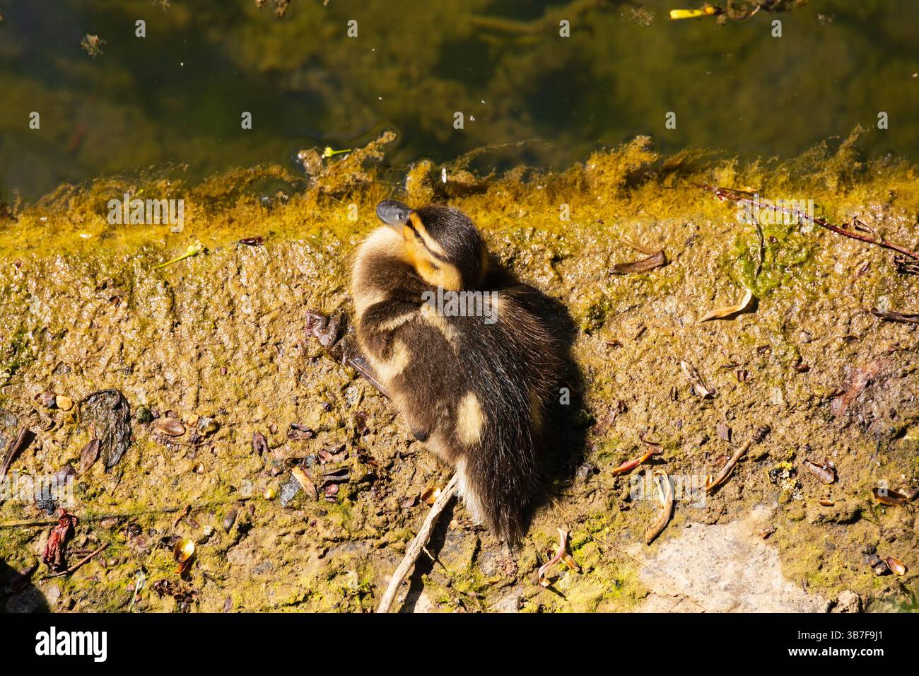 Anatroccolo piccolo, anas platyrhynchos, pulcino che riposa sul lato del fiume. Foto Stock