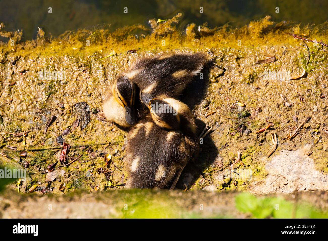 Due anatroccoli per bambini piccoli, anas platyrhynchos, pulcino che riposa sul lato del fiume. Foto Stock