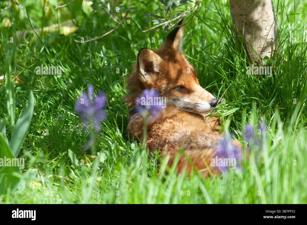 Meteo nel Regno Unito, Londra, 6 maggio 2025: Dopo uno scatto freddo e nuvoloso, si prevede che le temperature aumenteranno nei prossimi giorni. Una volpe urbana vixen approfitta di un tranquillo giardino a Clapham per riposare al sole sotto un olivo. I suoi cuccioli sono nelle vicinanze ma non vivono in questo giardino. Crediti: Anna Watson/Alamy Live News Foto Stock