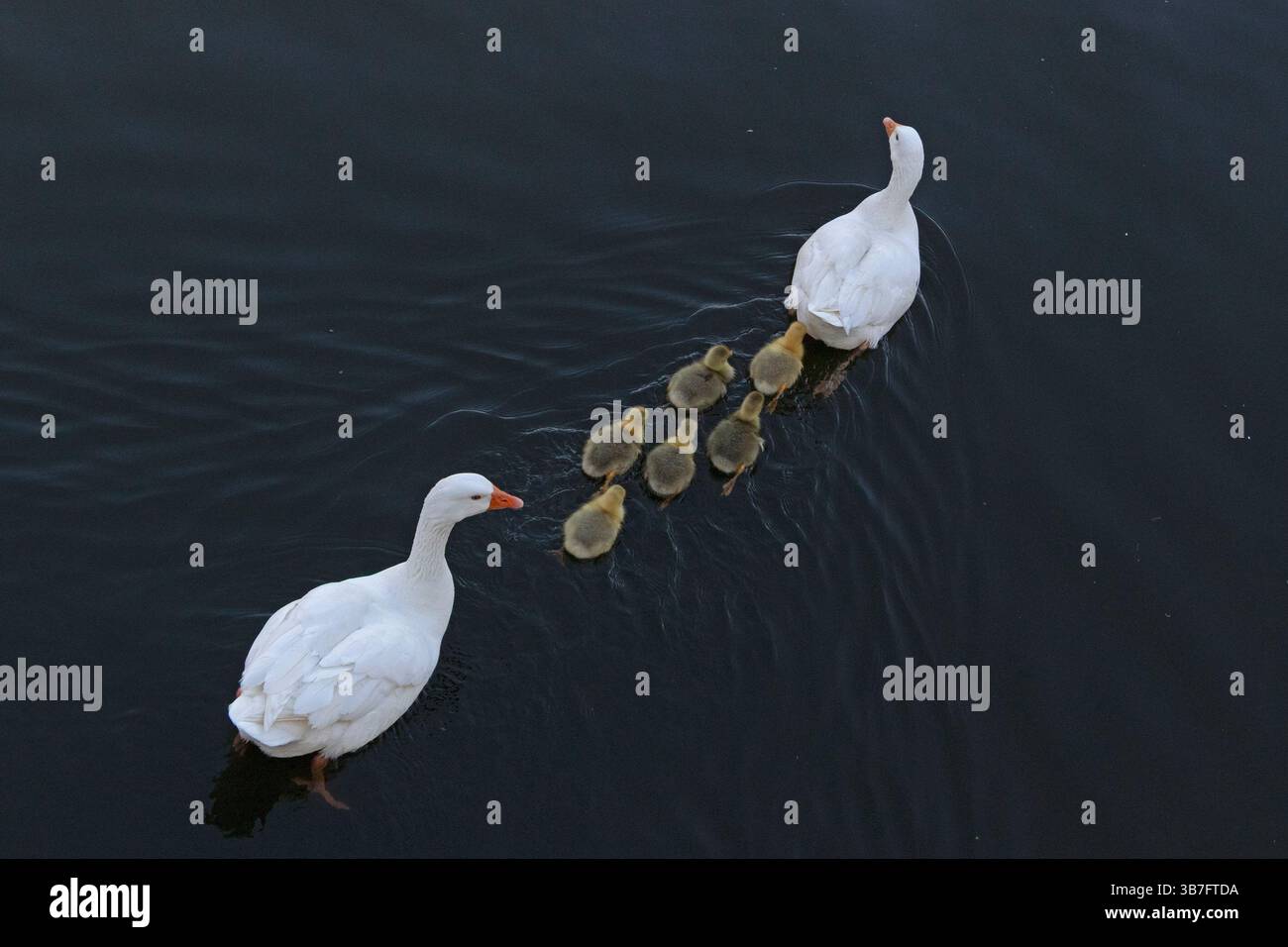 Oche domestiche con imbracature, River Avon, Stratford-upon-Avon, Warwickshire, Inghilterra, gran Bretagna Foto Stock