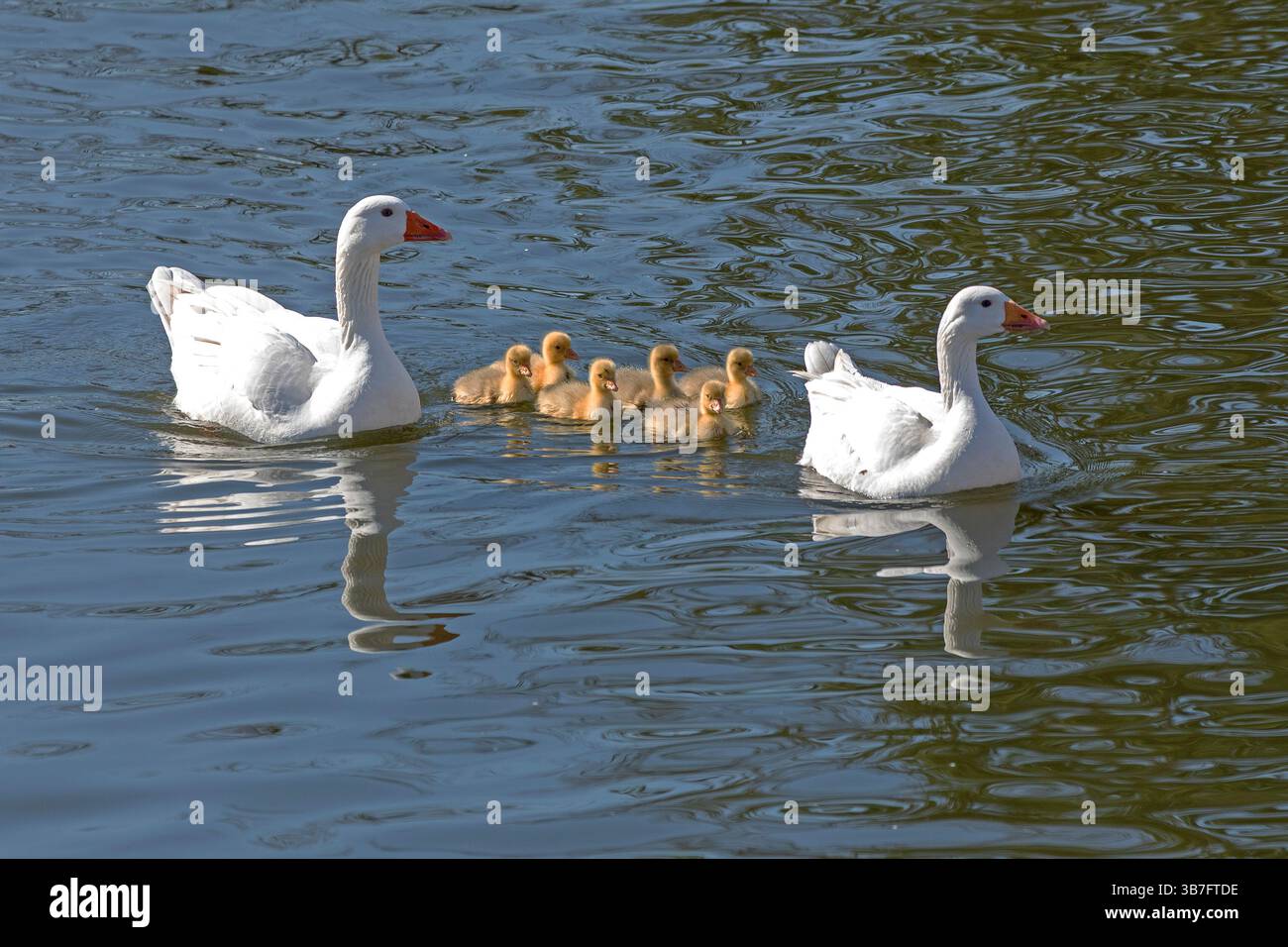 Oche domestiche con imbracature, River Avon, Stratford-upon-Avon, Warwickshire, Inghilterra, gran Bretagna Foto Stock