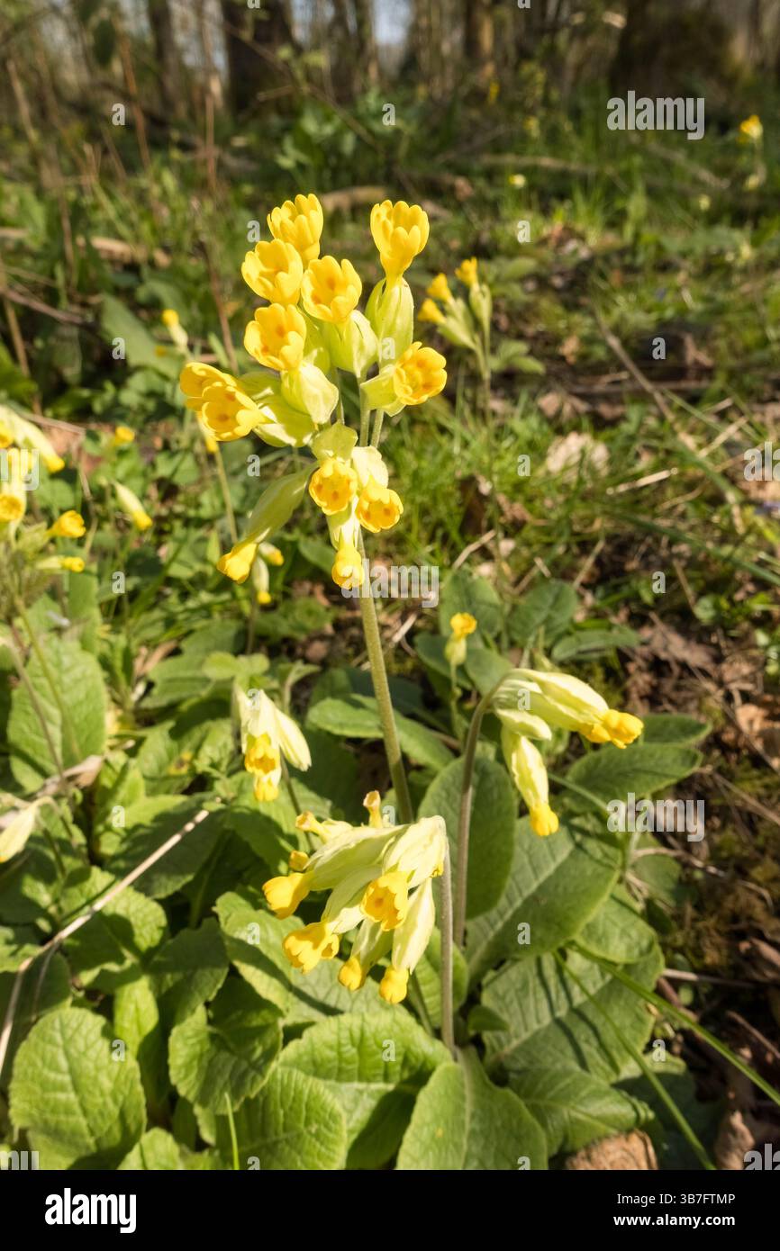 Cowslip (Primula veris) Growing in the Herefordshire UK Countryside, aprile 2025 Foto Stock