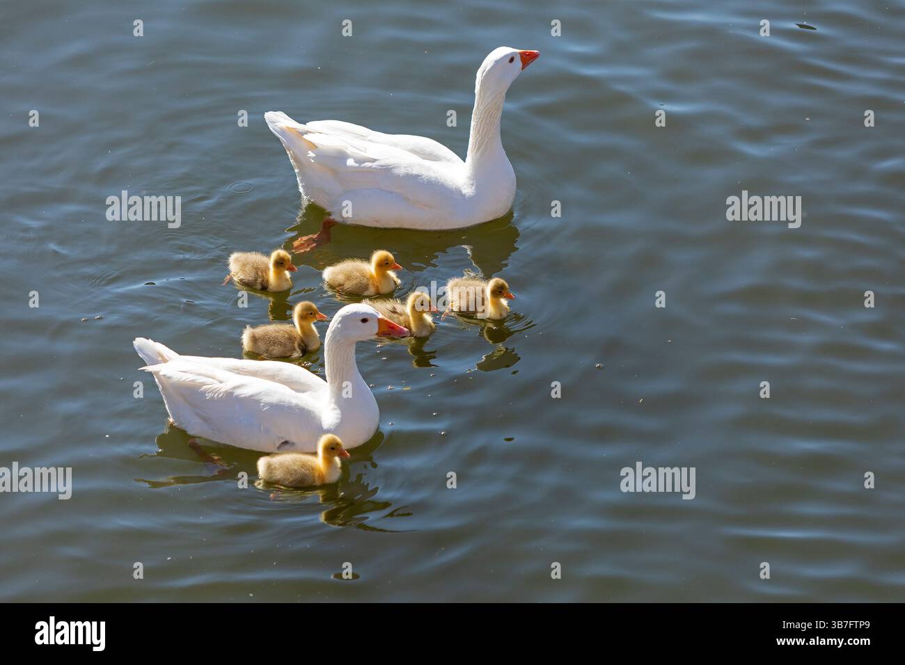 Oche domestiche con imbracature, River Avon, Stratford-upon-Avon, Warwickshire, Inghilterra, gran Bretagna Foto Stock