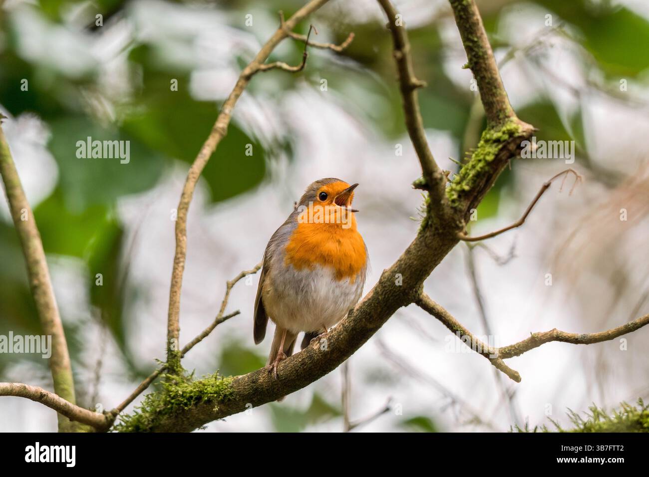 Robin adulto (erithacus rubecula) arroccato su un albero. Forest Farm Nature Reserve Cardiff Galles Regno Unito. Febbraio 2025 Foto Stock
