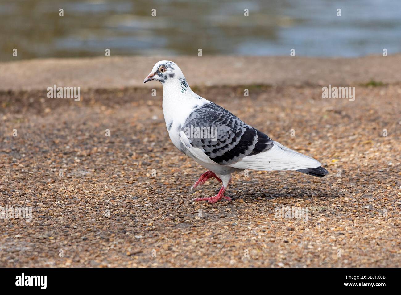 Pigeon, Stratford-upon-Avon, Warwickshire, Inghilterra, Gran Bretagna Foto Stock