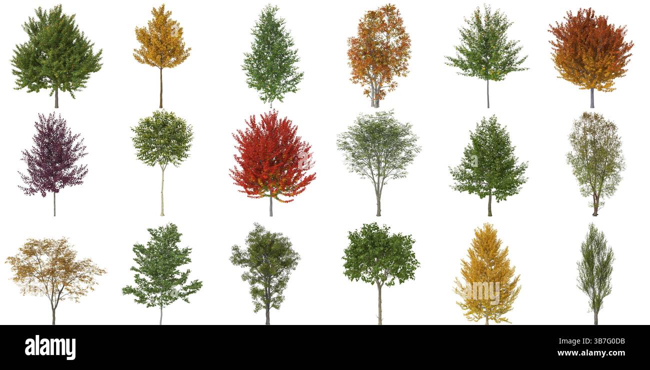 Rendering realistico di vari alberi decidui isolati 3d. Foto Stock