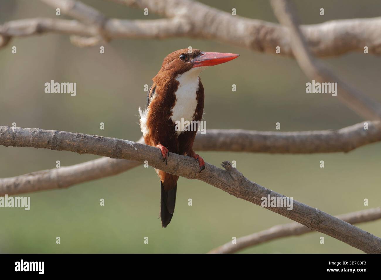 White Throated Kingfisher Foto Stock