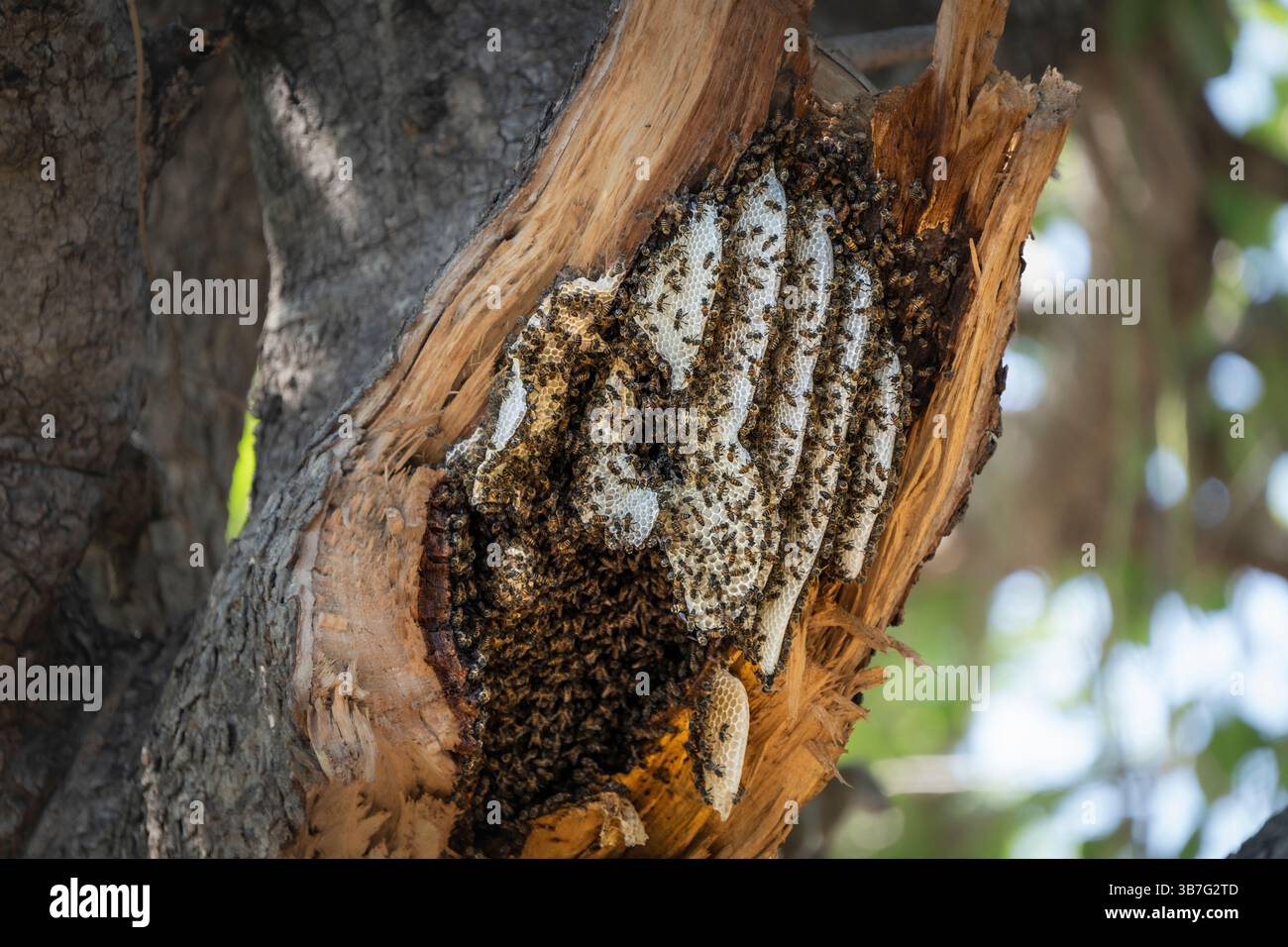 Nido di api mellifere selvatiche, alveare esposto ad un albero nel Parco Nazionale Luangwa del Sud, Zambia, Africa Foto Stock