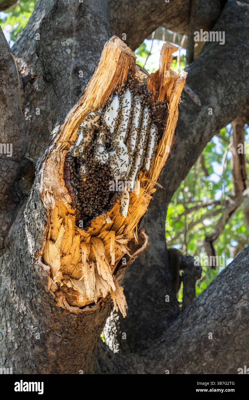 Nido di api mellifere selvatiche, alveare esposto ad un albero nel Parco Nazionale Luangwa del Sud, Zambia, Africa Foto Stock
