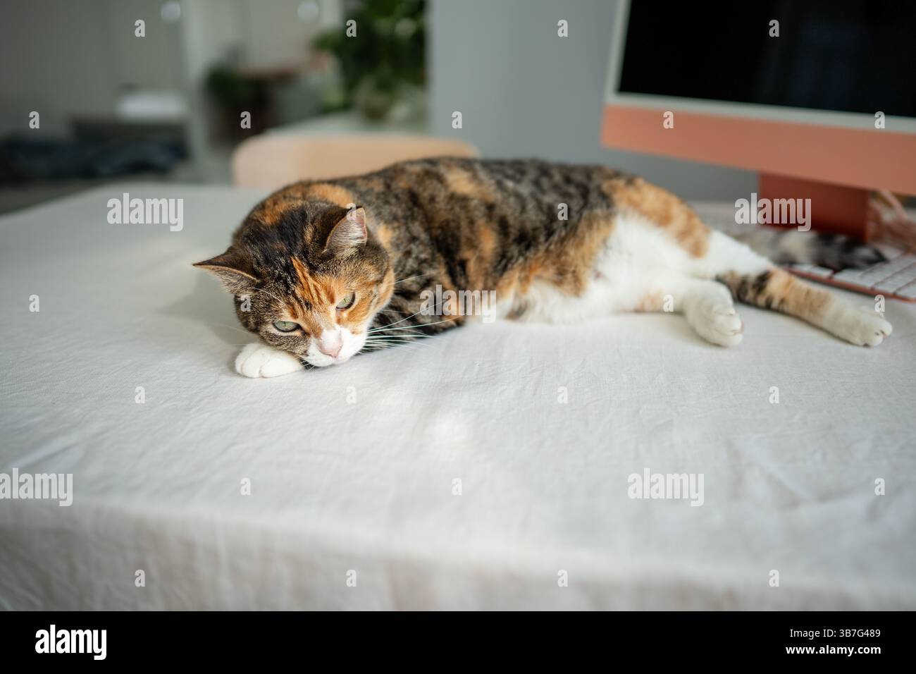 Gatto contento che si rilassava, sdraiato sul tavolo accanto al computer. Un gattino carino e pigro che riposa sul posto di lavoro a casa Foto Stock