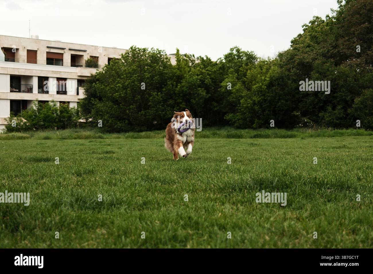 Brown Australian Shepherd corre gioiosamente attraverso un campo erboso tenendo in bocca un giocattolo ad anello viola, con alberi e edifici distanti nel backgrou Foto Stock