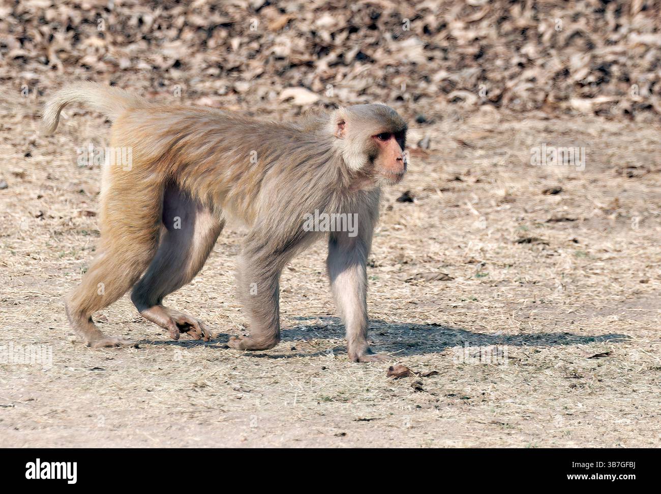 Rhesus macaque, rhesus scimmia, Rhesusaffe, macaque rhésus, Macaca mulatta, rézuszmajom, Pench National Park, India, Asia Foto Stock