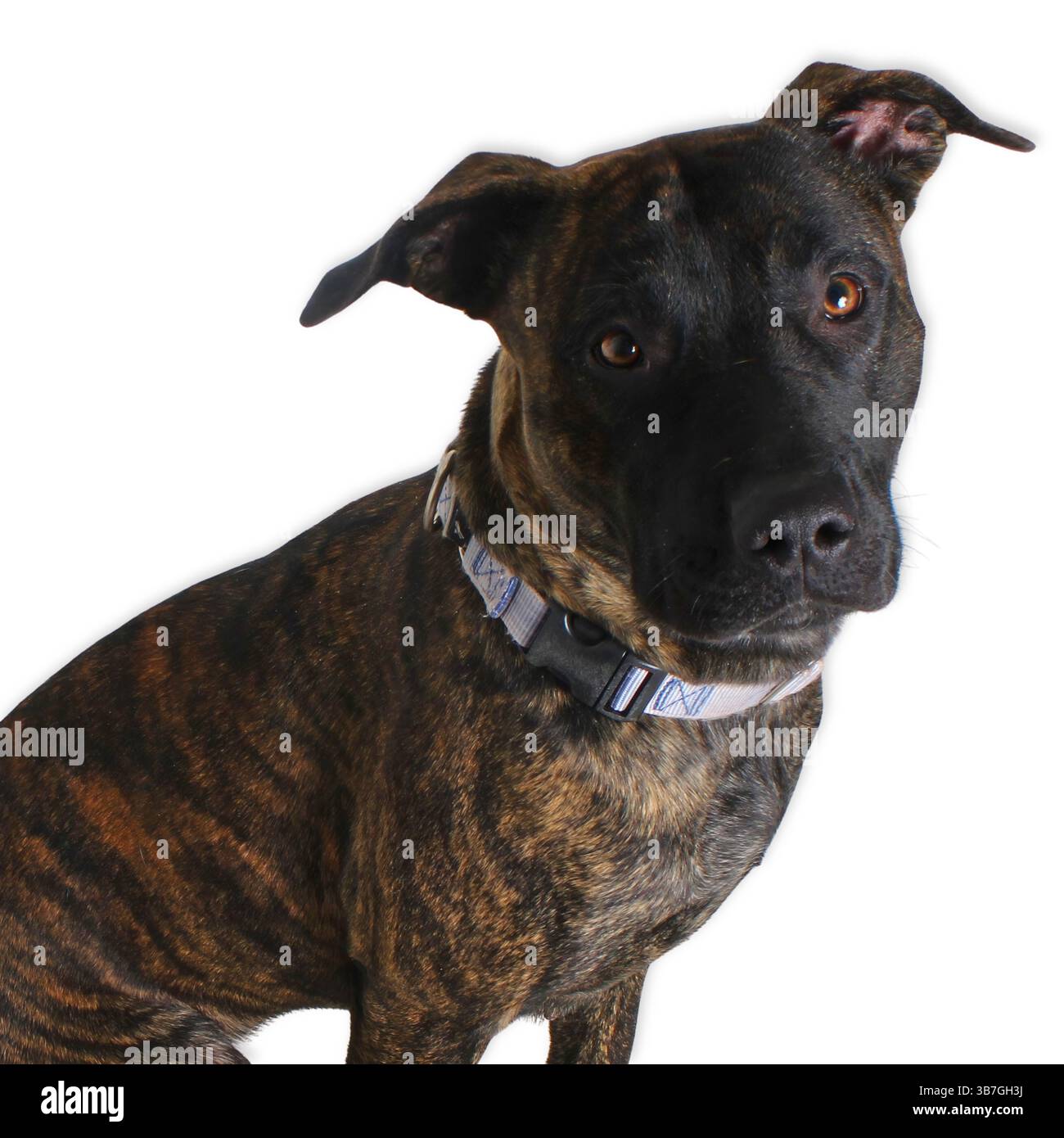 Brindle pit Bull mix si trova su uno sfondo neutro da studio con un'orecchie a sbalzo e una morbida inclinazione della testa, con occhi ampi, con curiosità e dolcezza Foto Stock Brindle pit Bull mix si trova su uno sfondo neutro da studio con un'orecchie a sbalzo e una morbida inclinazione della testa, con occhi ampi, con curiosità e dolcezza Foto Stock