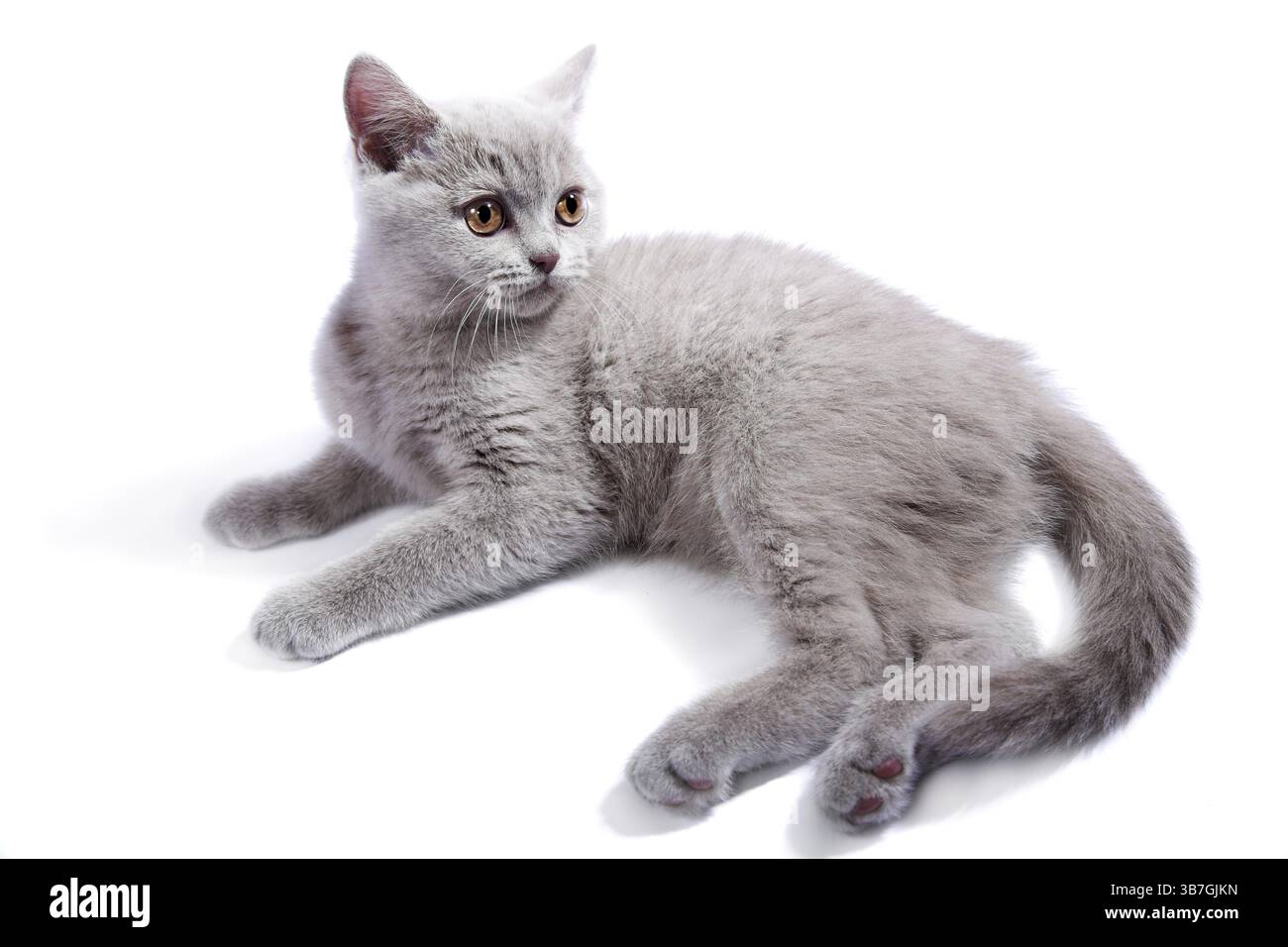 Gattino britannico isolato sul bianco Foto Stock