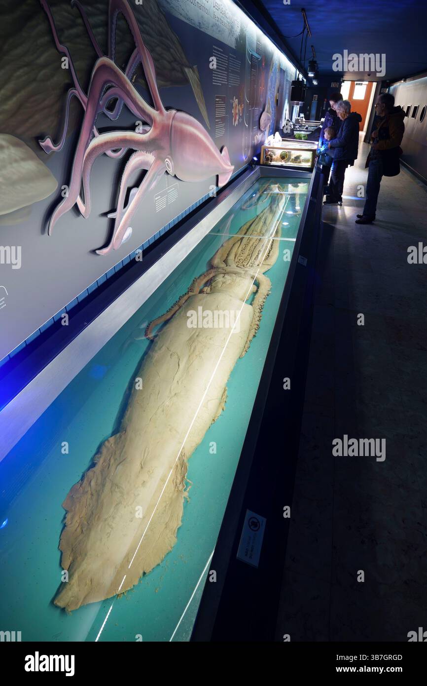 Mostra che mostra un calamaro gigante conservato in un museo all'acquario Aquário Vasco da Gama di Lisbona, Portogallo, Europa Foto Stock
