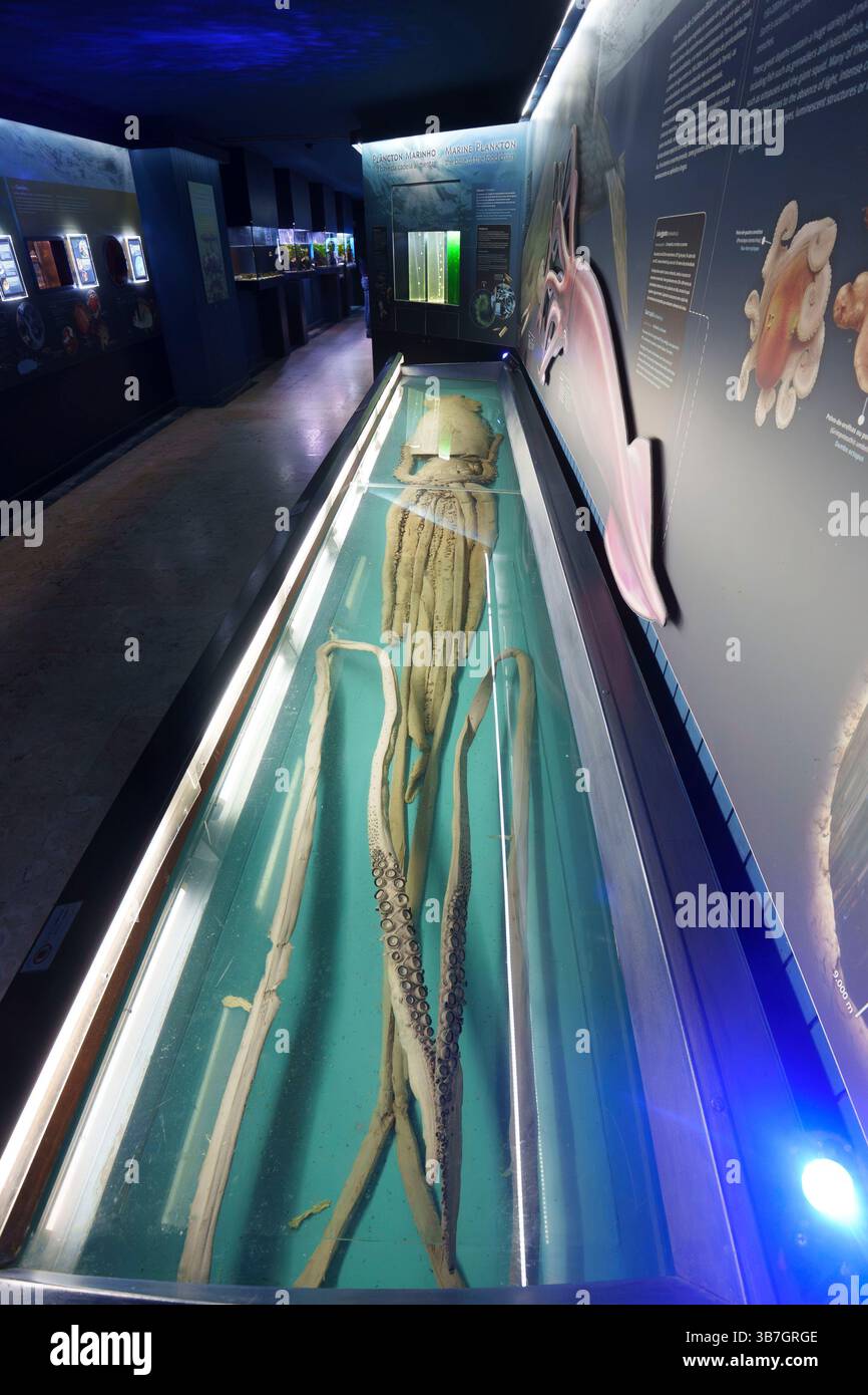 Mostra che mostra un calamaro gigante conservato in un museo all'acquario Aquário Vasco da Gama di Lisbona, Portogallo, Europa Foto Stock