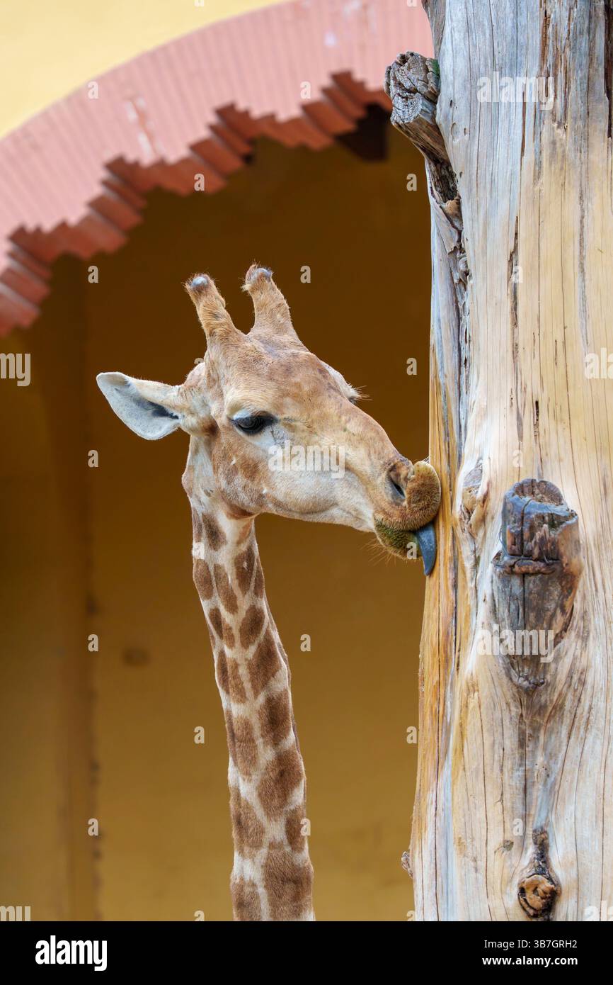 Primo piano di una giraffa che usa la sua lunga lingua per leccare un palo di legno, mostrando le sue caratteristiche e il suo comportamento unici, lo zoo di Lisbona, Portogallo Foto Stock