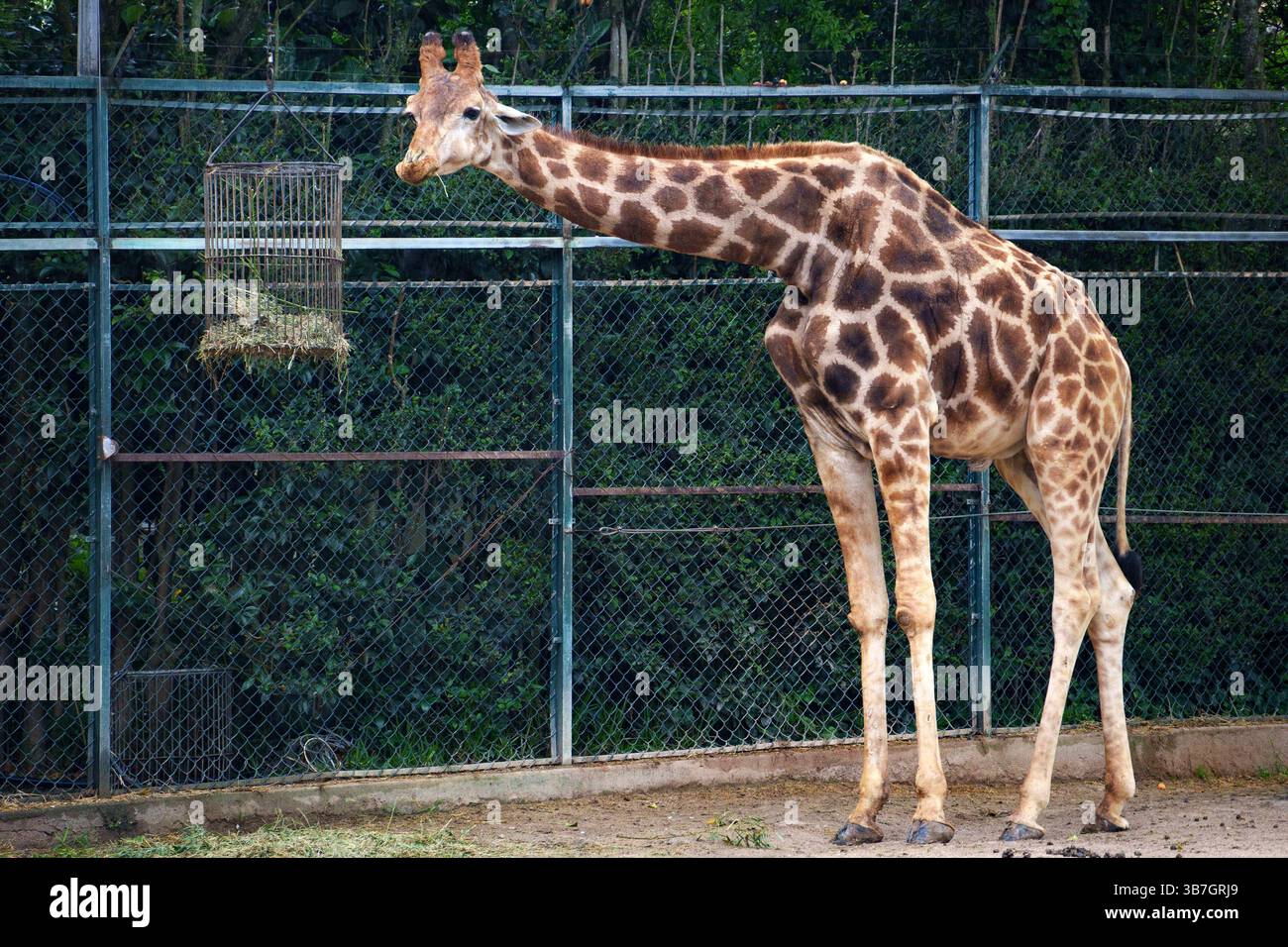 Giraffa in piedi in un recinto dello zoo che raggiunge il fieno in un alimentatore su uno sfondo di fogliame verde e una recinzione metallica, lo zoo di Lisbona, Portogallo Foto Stock