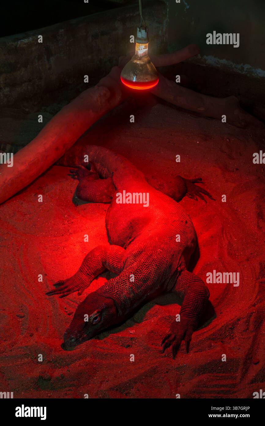 La lucertola del drago di Komodo che riposa sotto una lampada termica in un recinto pieno di sabbia, illuminata da luce rossa, crea un ambiente caldo allo zoo di Lisbona Foto Stock