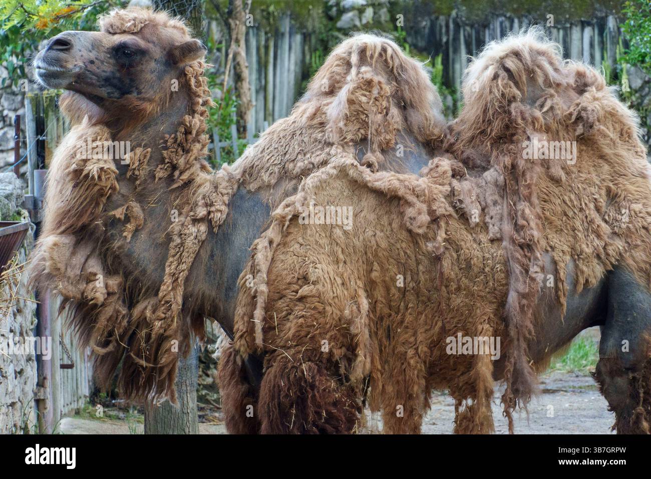 Primo piano di un mercantile cammello battriano con due gobbe che sprigionano i suoi spessi cappotti invernali in primavera allo zoo di Lisbona, Portogallo, Europa Foto Stock