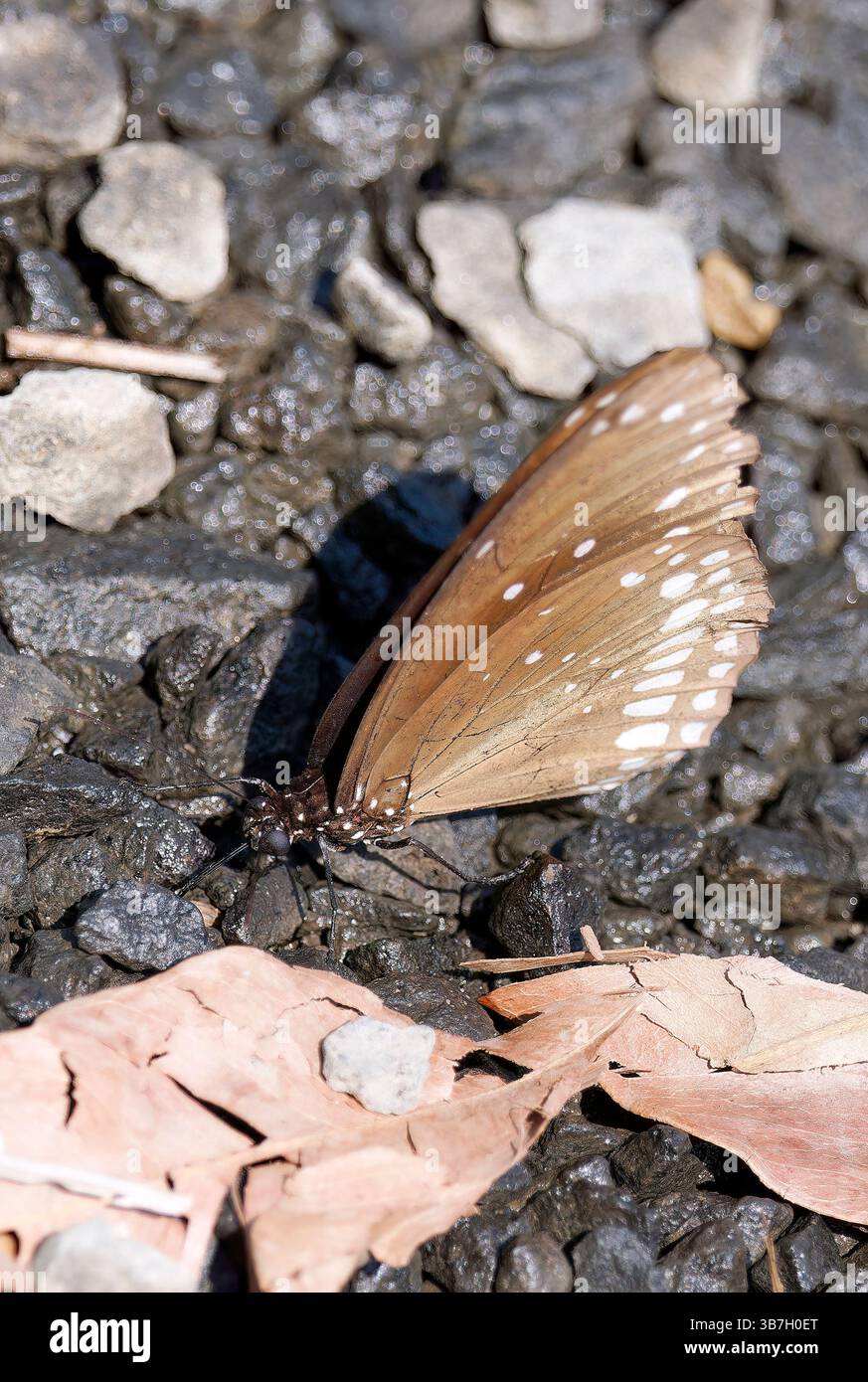 Corvo comune, corvo indiano comune, nucleo di Euploea, Pench National Park, India, Asia Foto Stock