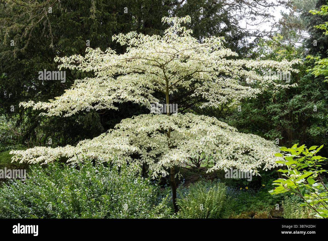 Wedding Cake Tree, Dogwood Cornus controversa variegata, un albero a crescita lenta con livelli Foto Stock