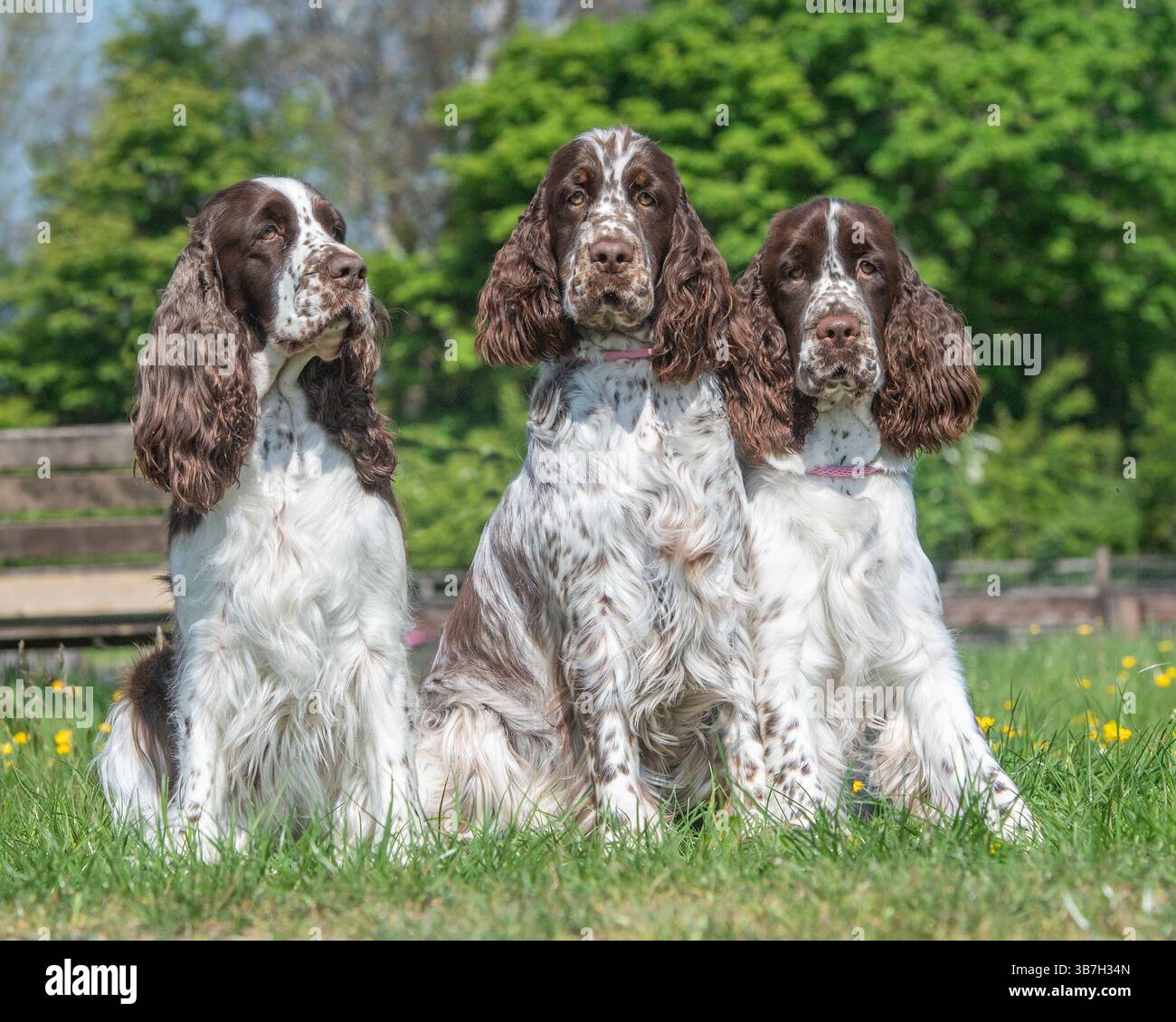 Tre Springer Spaniel inglesi Foto Stock