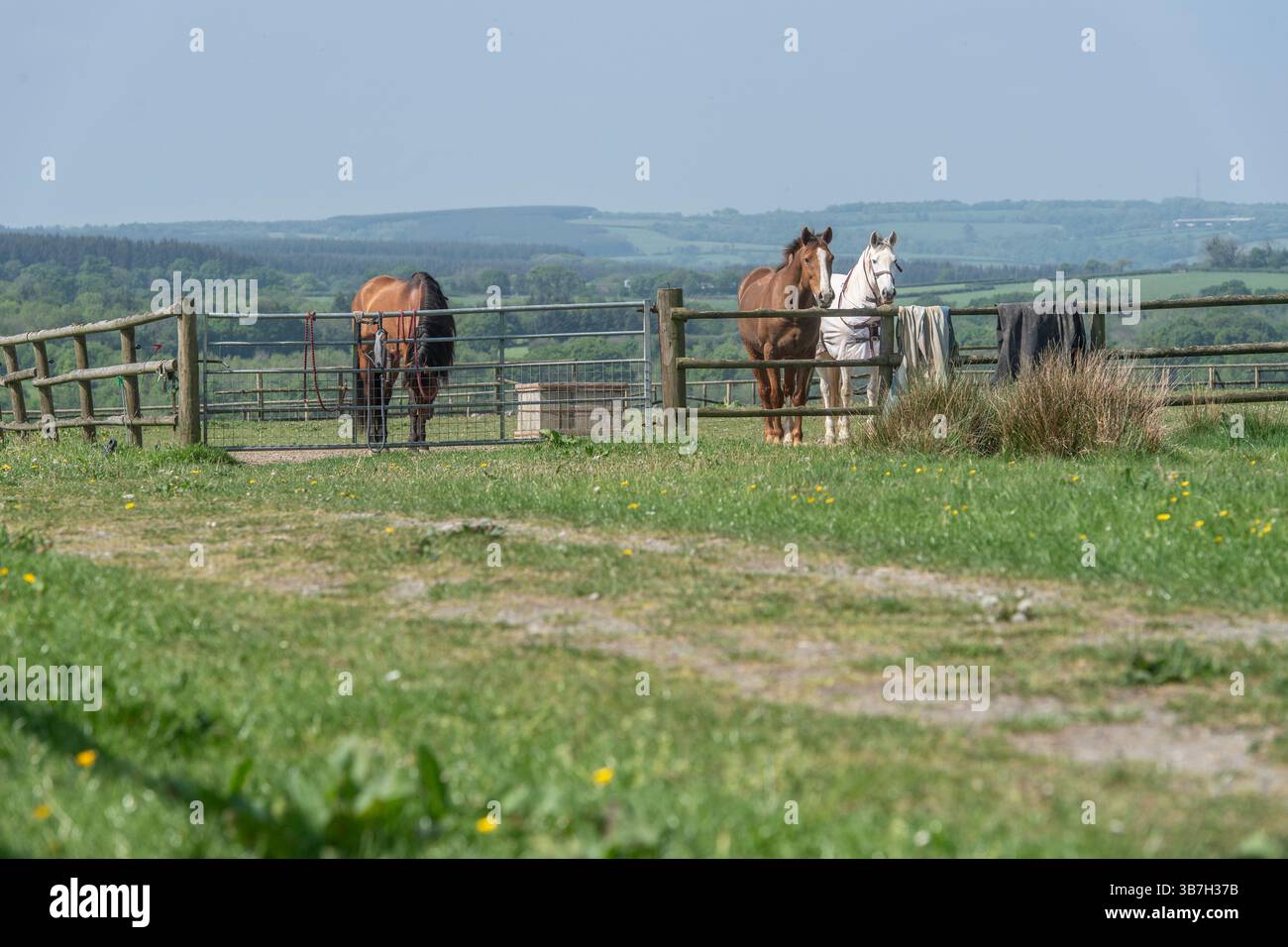 tre cavalli in un campo che si affaccia su una recinzione Foto Stock