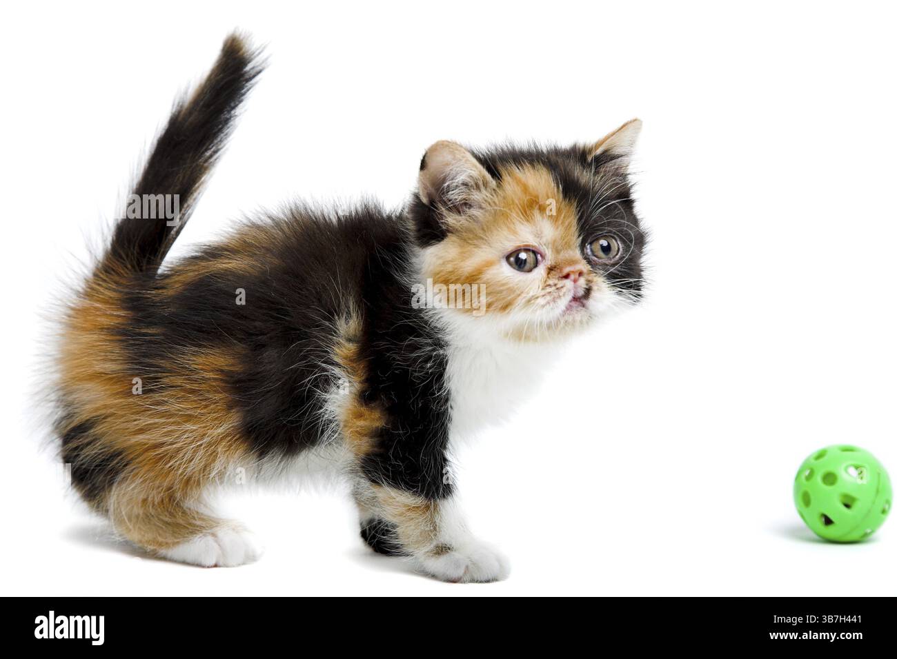 Gattino persiano con guscio di tartaruga isolato su sfondo bianco Foto Stock