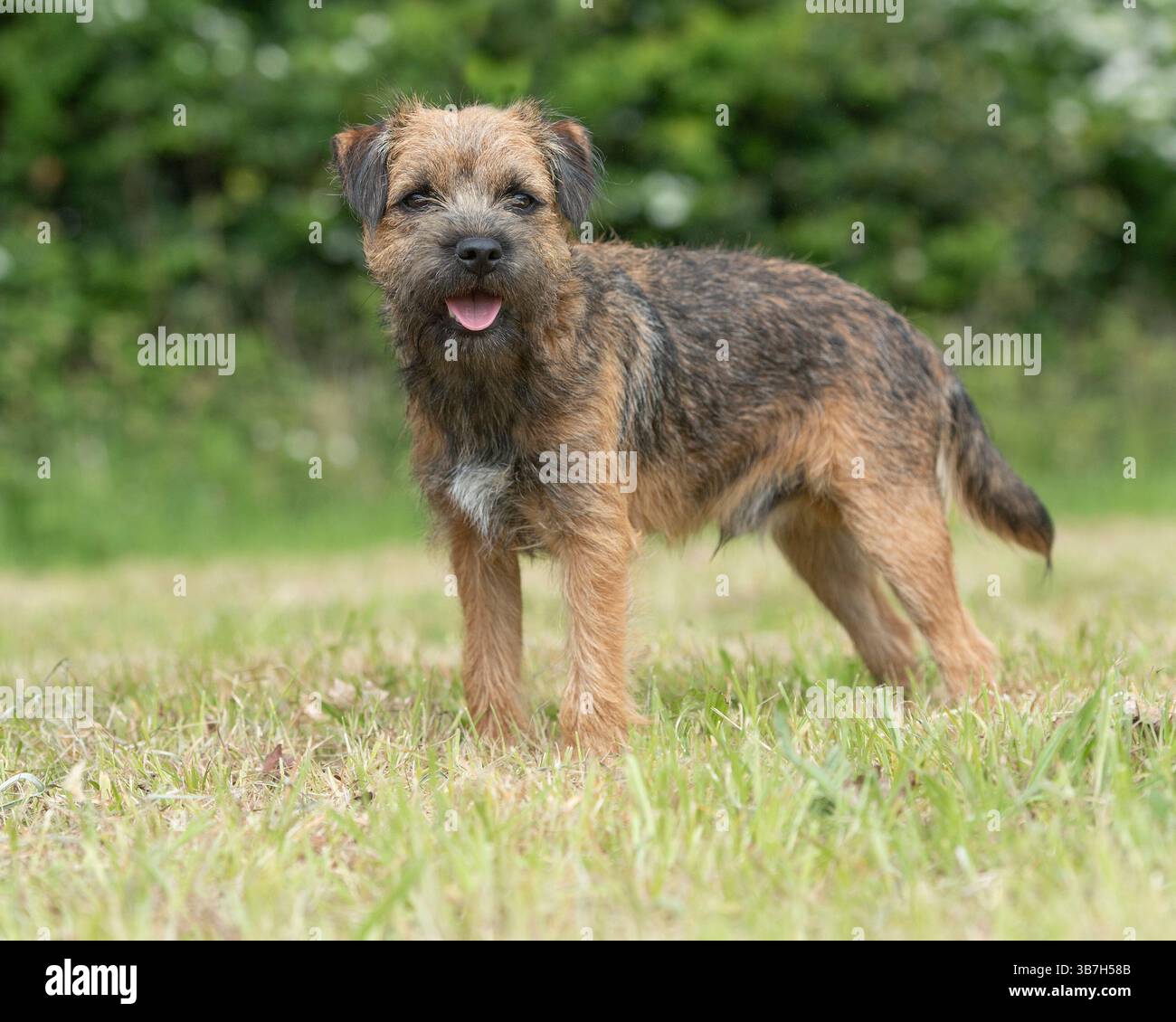 giovane cane border terrier Foto Stock