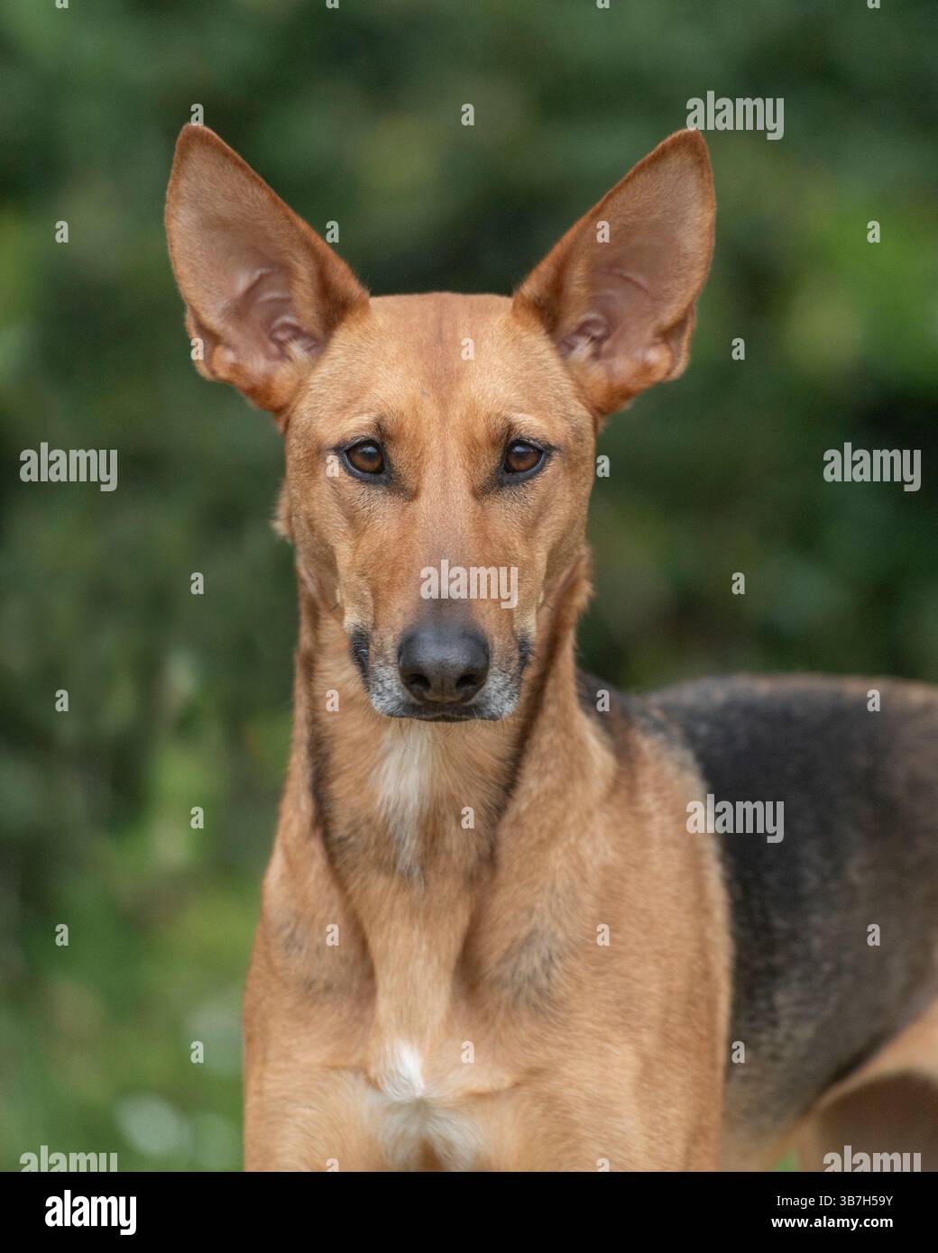 Cane Podenco Foto Stock