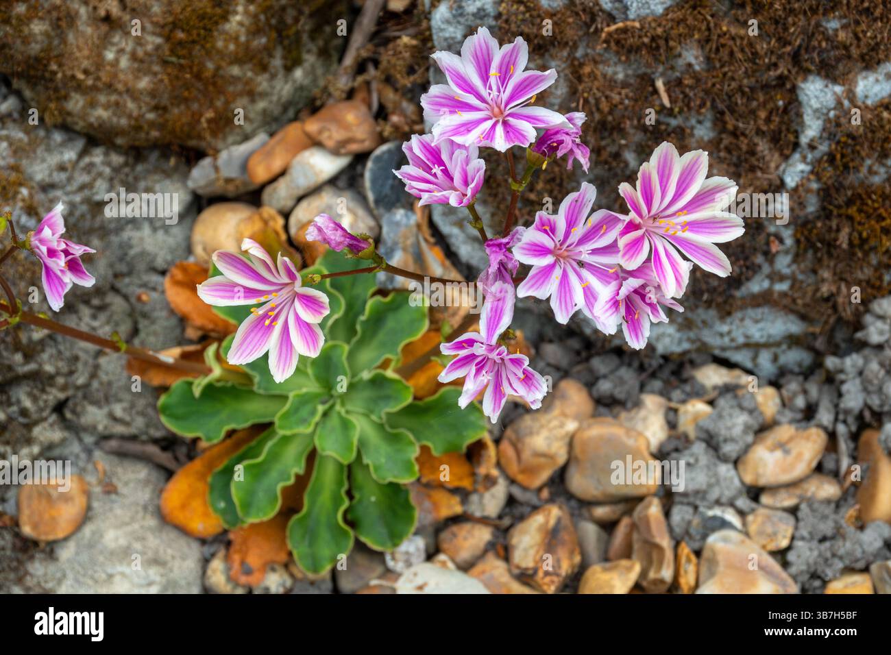 Lewisia cotyledon (Siskiyou Lewisia) pianta in fiore con rosetta di foglie verdi durante maggio, piante da giardino roccioso, Inghilterra, Regno Unito Foto Stock