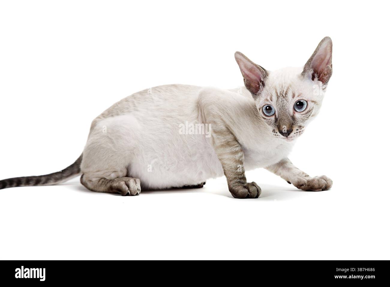 Gattino Cornish Rex isolato su sfondo bianco Foto Stock