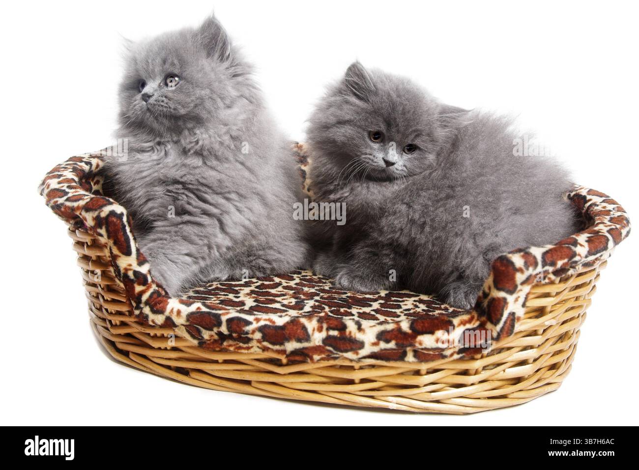 gattino inglese grigio isolato su sfondo bianco Foto Stock