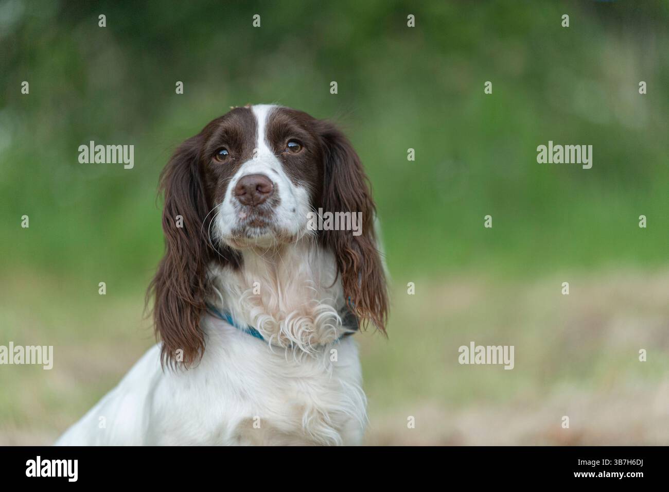 Il cane inglese Springer Spaniel al fegato e bianco Foto Stock