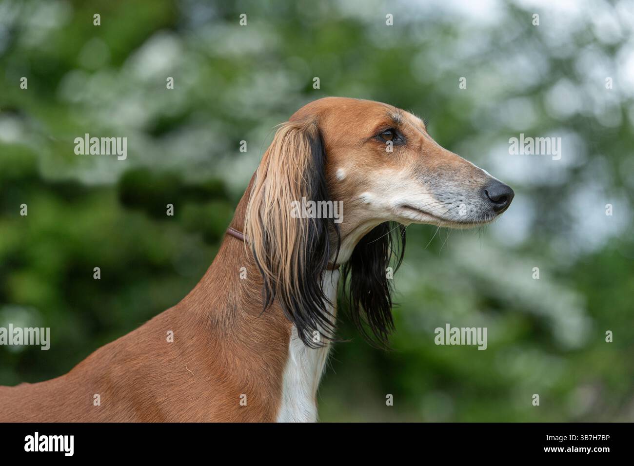 primo piano del levriero saluki Foto Stock