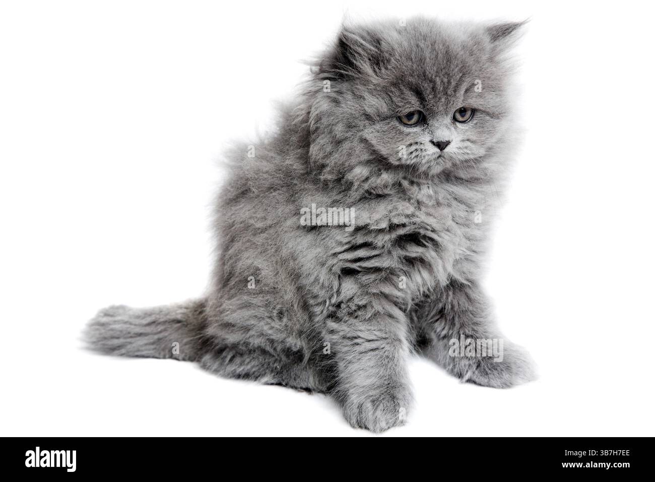 gattino inglese grigio isolato su sfondo bianco Foto Stock