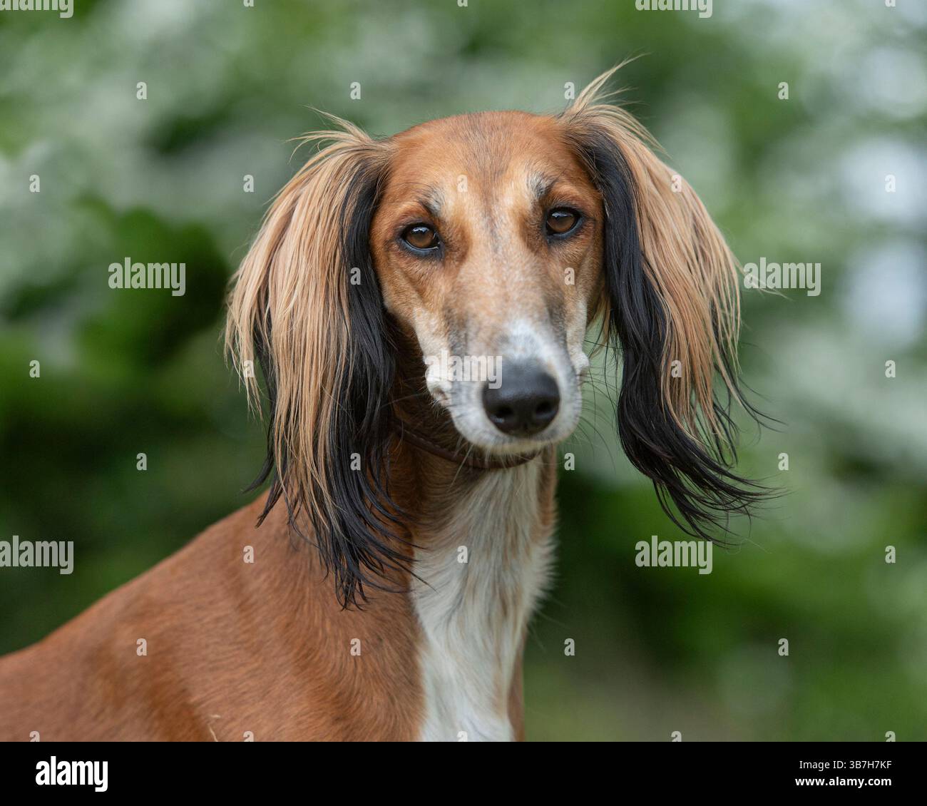 Il cane Saluki guarda la macchina fotografica Foto Stock