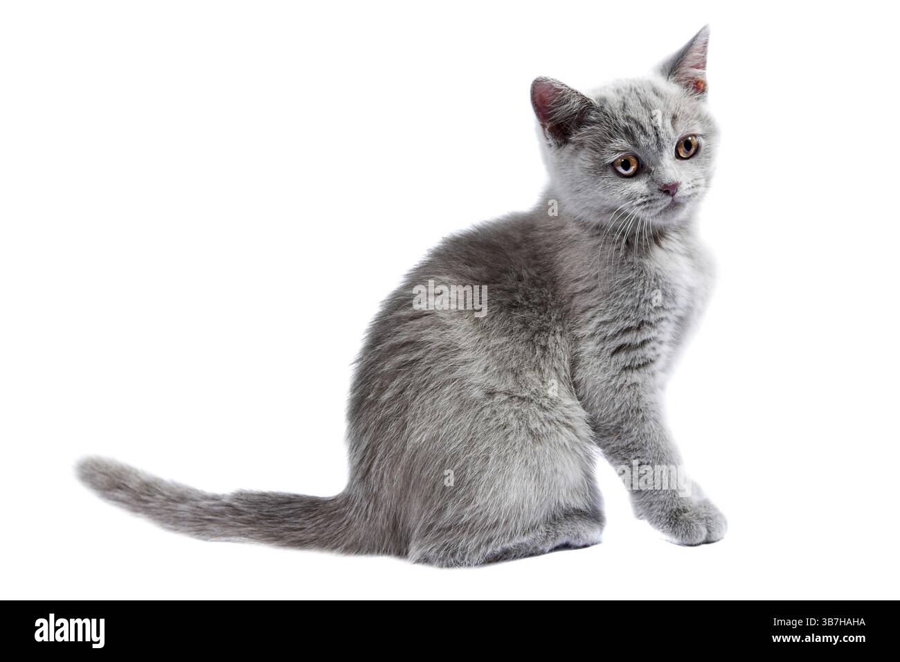 Gattino britannico isolato sul bianco Foto Stock