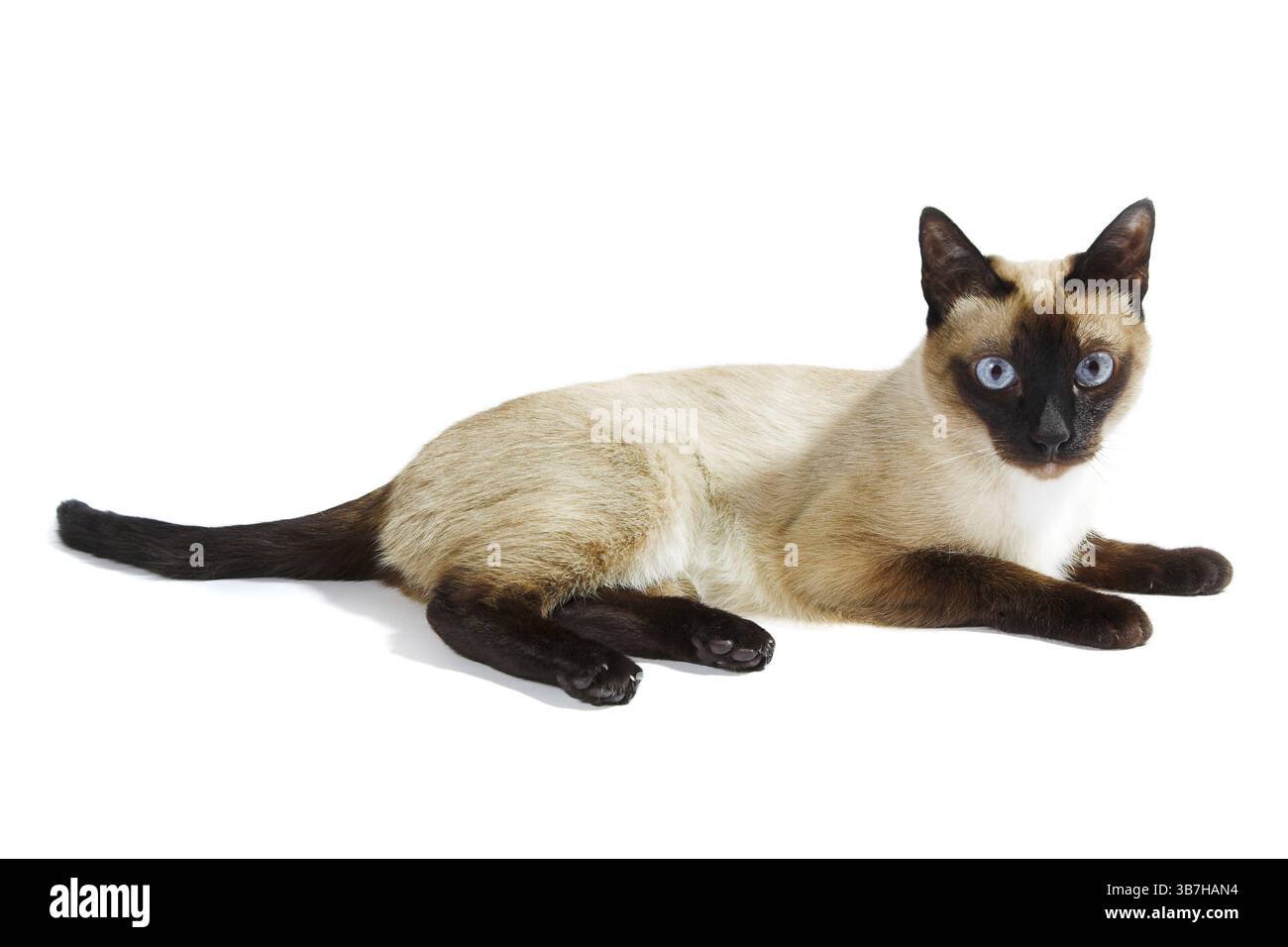 Gatto siamese isolato su sfondo bianco Foto Stock