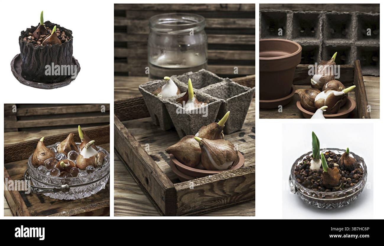 Germogli di tulipani germinati nei tulipani primaverili con accessori agricoli Foto Stock