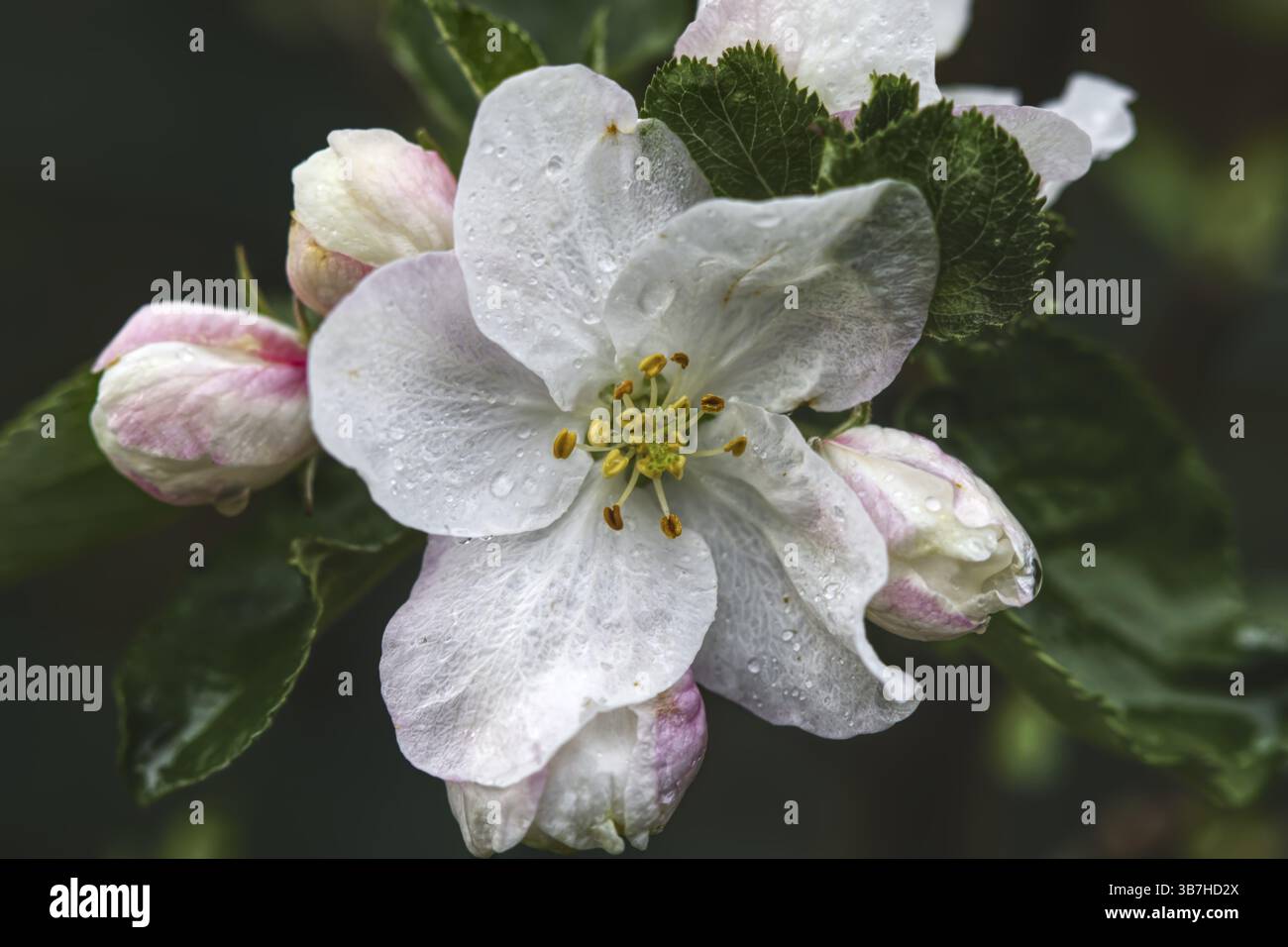 Primo piano di un fiore di mele (Malus flos) con accenti rosa e gocce d'acqua su petali umidi, Siegen Foto Stock