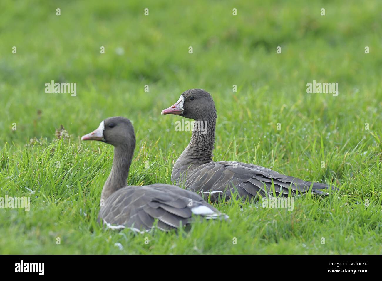 Oche frontali bianche (Anser albifrons) che riposano in un prato nella zona di svernamento, coppia di animali, uccelli migratori, Xanten, Bislicher Insel, Renania settentrionale Foto Stock